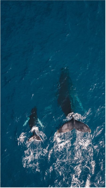 Óceaánban úszó bálna